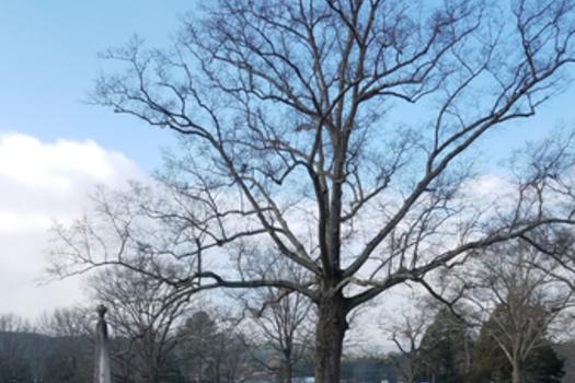 Jacksonville City Cemetery